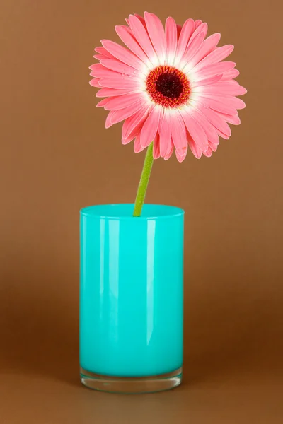 Mooie gerber bloem — Stockfoto