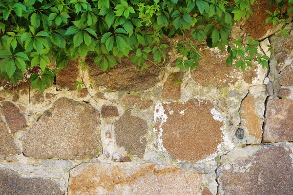 Groene bladeren struiken op de muur — Stockfoto