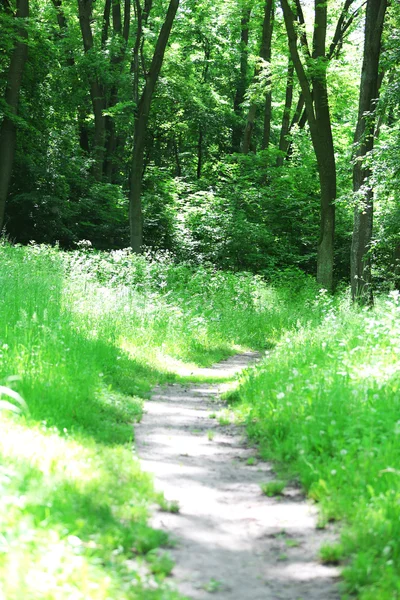 森の中の歩道 — ストック写真