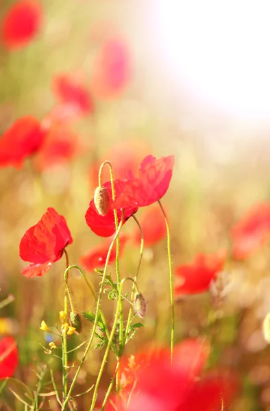 Äng med röd vallmo blommor — Stockfoto