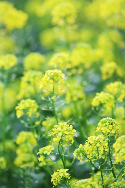 Wild groene planten close-up — Stockfoto