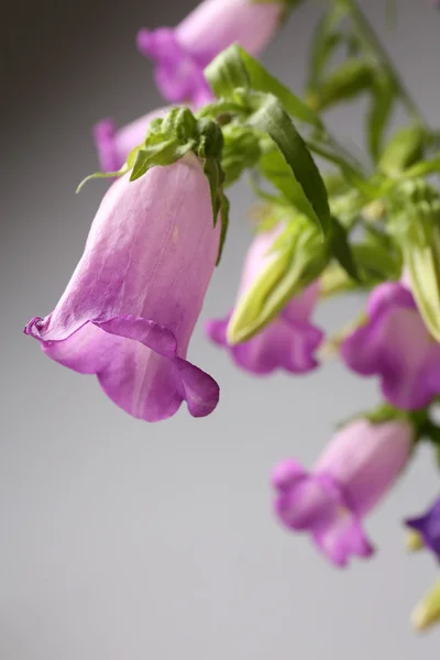 Beautiful wild flowers — Stock Photo, Image