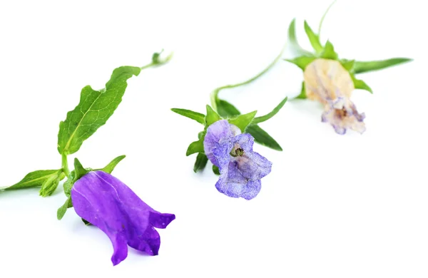 Beautiful blue bell flowers — Stock Photo, Image