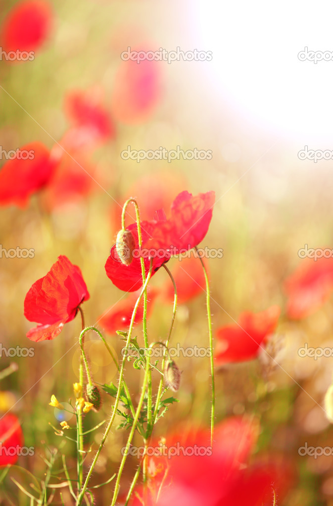 Meadow with red poppy flowers