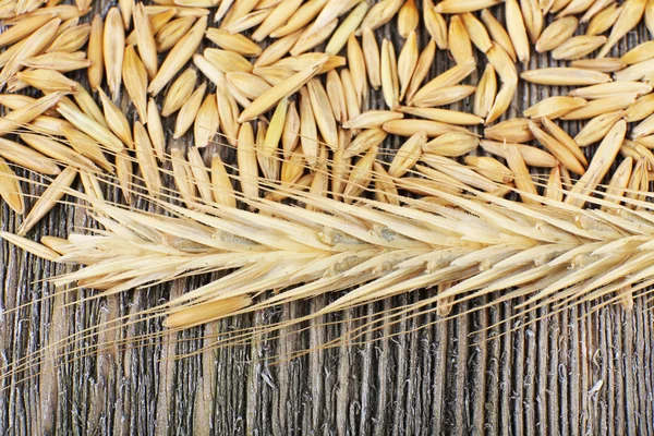 Rye grains and ears — Stock Photo, Image