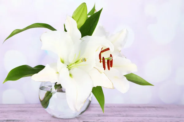 Beautiful lily — Stock Photo, Image