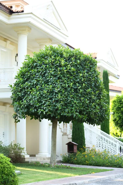 Schöner Baum im Park — Stockfoto