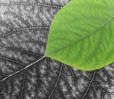 parlak yaprakları, yakın çekim