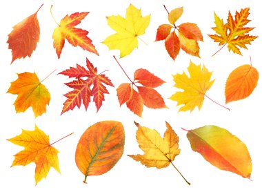 kolaj farklı yaprak