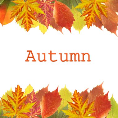 farklı yaprak çerçeve