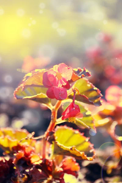 Fondo de naturaleza — Foto de Stock