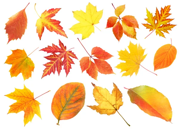 Collage of different leaves — Stock Photo, Image