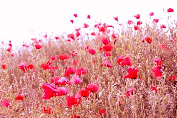 Flores de amapola, al aire libre — Foto de Stock