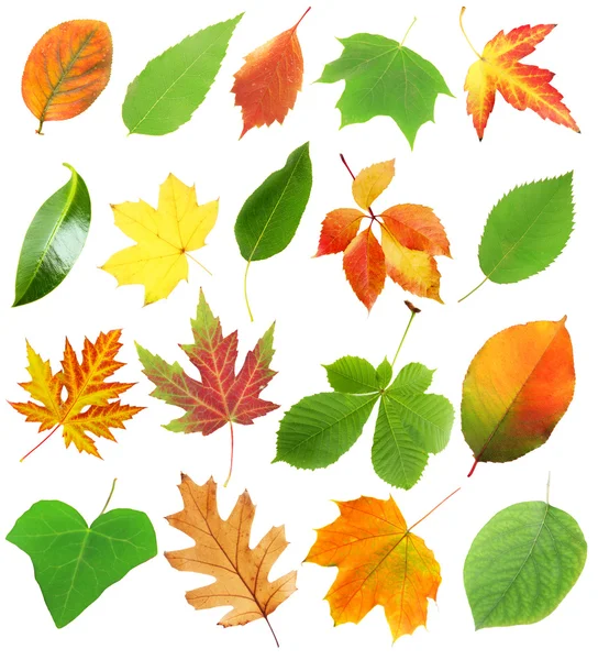 Collage of different leaves — Stock Photo, Image