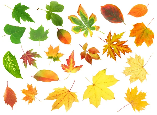 Collage of different leaves — Stock Photo, Image