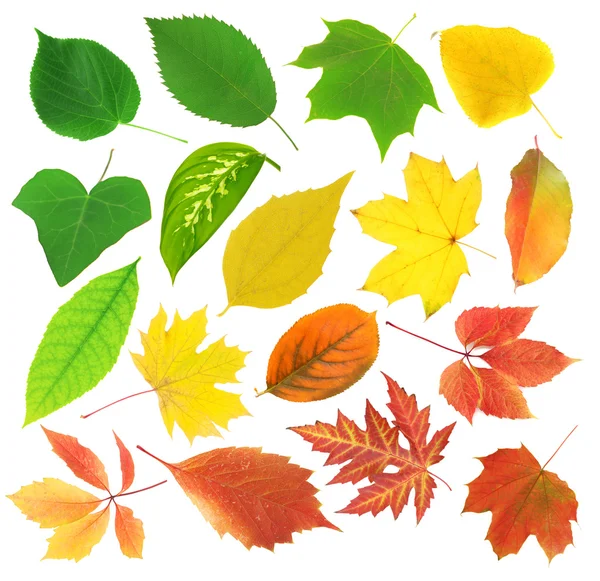 Collage of different leaves — Stock Photo, Image