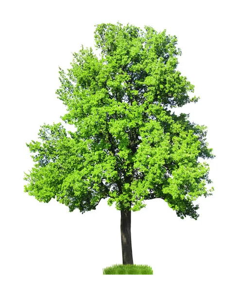 Single big tree isolated on white — Stock Photo, Image