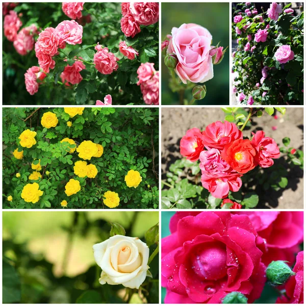 拼贴美丽花园里的玫瑰 — 图库照片