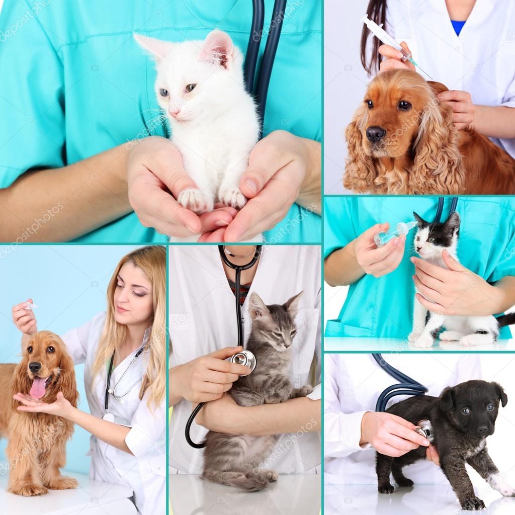 Collage of pets at vet