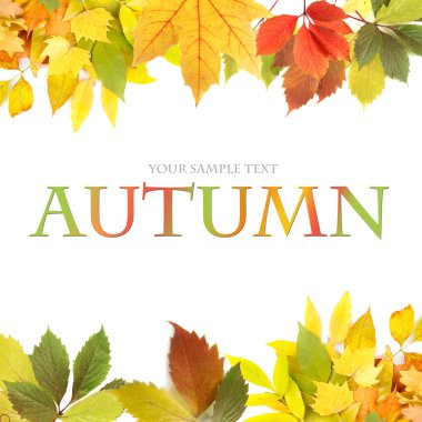 farklı yaprak çerçeve