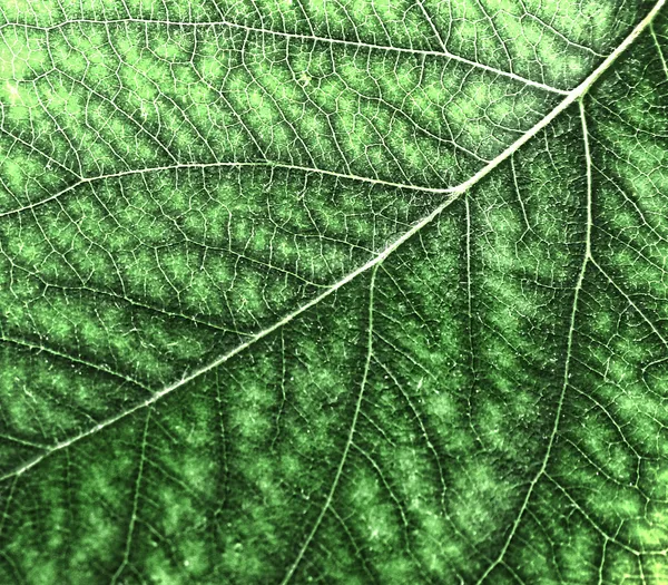 Parlak yaprak, close up — Stok fotoğraf
