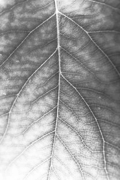 회색 잎가 까이 서 — 스톡 사진