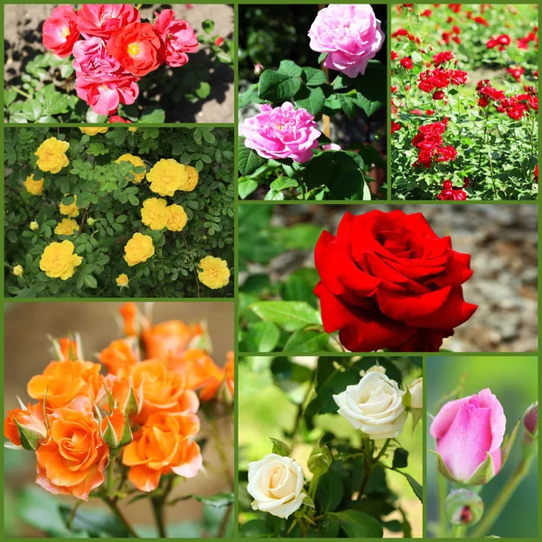 Collage de hermosas rosas en el jardín — Foto de Stock