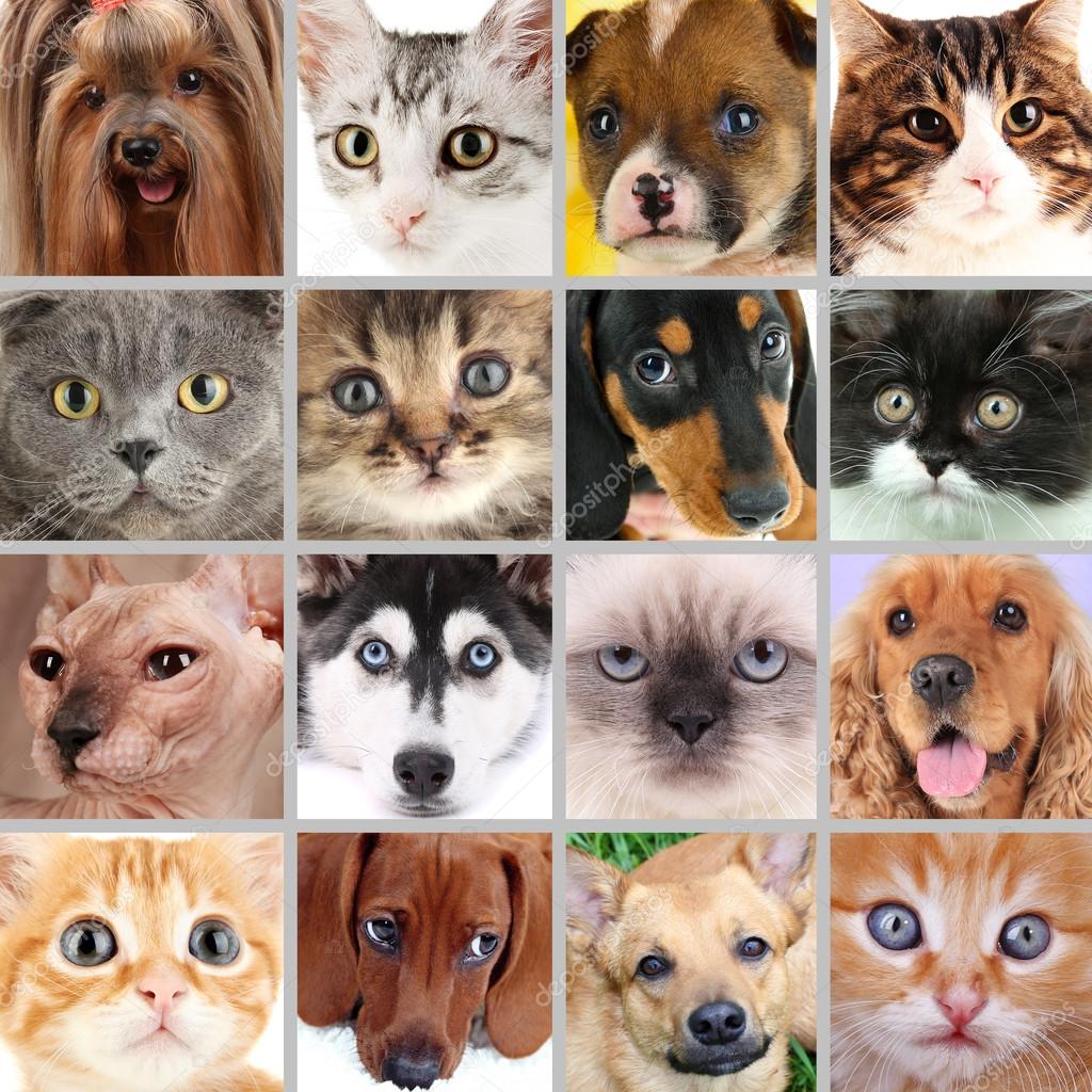 Samarbeid mellom ulike søte kjæledyr – stockfoto © belchonock #50089229, image size:1024x1024