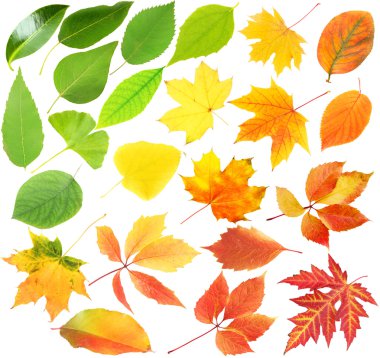 kolaj farklı yaprak üzerinde beyaz izole