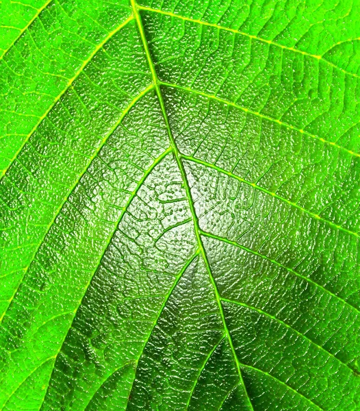 Bright leaf, close up — Stock Photo, Image