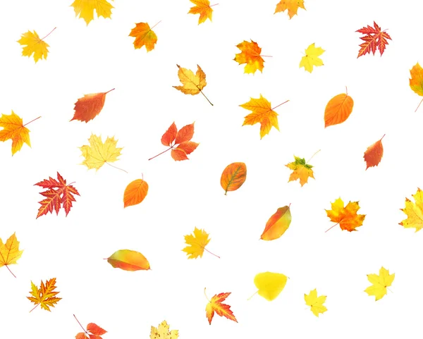 Collage van verschillende bladeren geïsoleerd op wit — Stockfoto