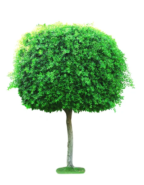 Árvore verde isolada em branco — Fotografia de Stock
