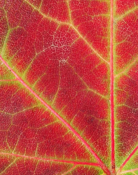 Яркий лист, крупный план — стоковое фото