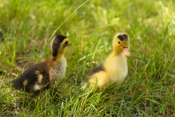 Niewiele cute kaczki — Zdjęcie stockowe