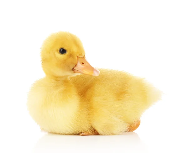 Pequeño patito lindo —  Fotos de Stock