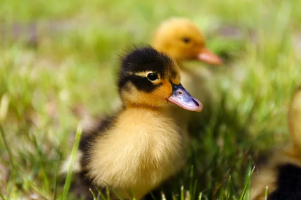 Little cute ducklings — Stock Photo, Image