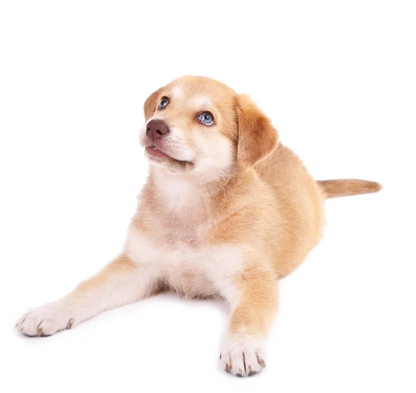 Pequeño lindo cachorro Golden Retriever, aislado en blanco — Foto de Stock