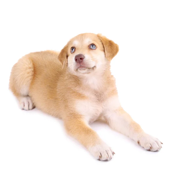 Mały szczeniak ładny złoty pies myśliwski, na białym tle — Zdjęcie stockowe