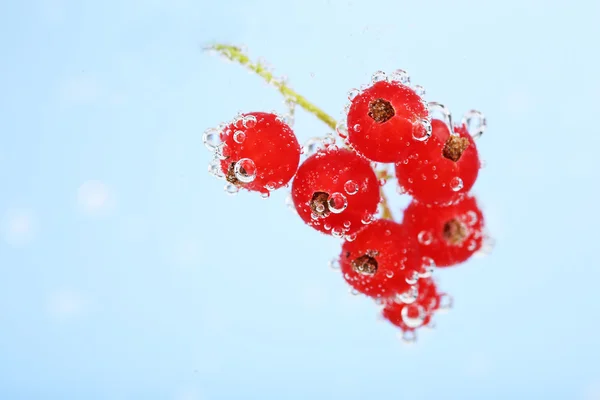 Belle groseille rouge mûre dans l'eau avec des bulles, isolée sur blanc — Photo