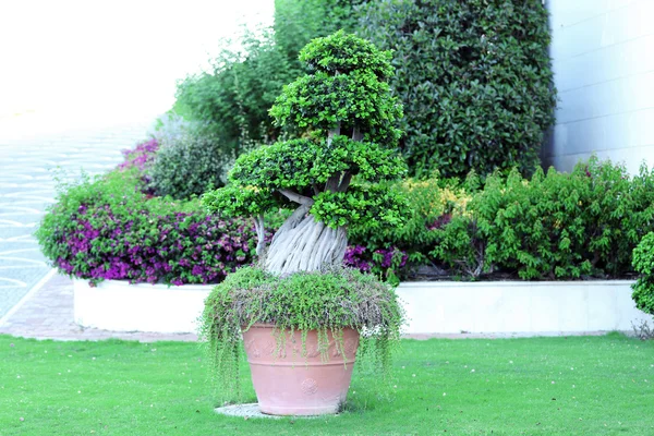 Plantador de jardim com árvore exótica — Fotografia de Stock