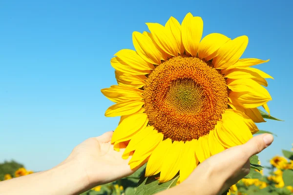 Mano femminile che tiene il fiore di sole in campo — Foto Stock