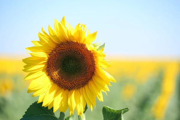 Beautiful sunflower in field — Stock Photo, Image