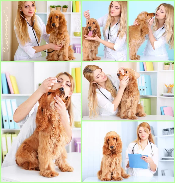 Doctor and dog at vet — Stock Photo, Image