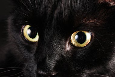 siyah kedi, yakın çekim