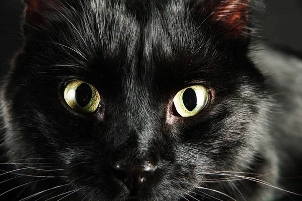黑猫、 关门 — 图库照片
