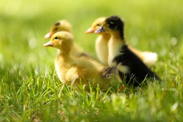 Piccoli simpatici anatroccoli su erba verde, all'aperto — Foto Stock