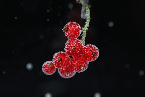 Красивая спелая красная смородина в воде с пузырьками, изолированные на белом — стоковое фото