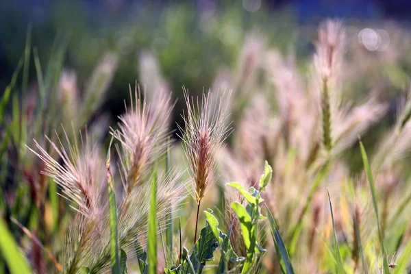 Field spikelets, outdoors — Stock Photo, Image
