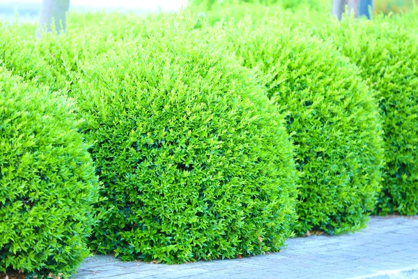 Beautiful lush bushes in garden — Stock Photo, Image