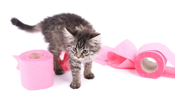 Söt kattunge leker med rulle toalettpapper, isolerad på vit — Stockfoto